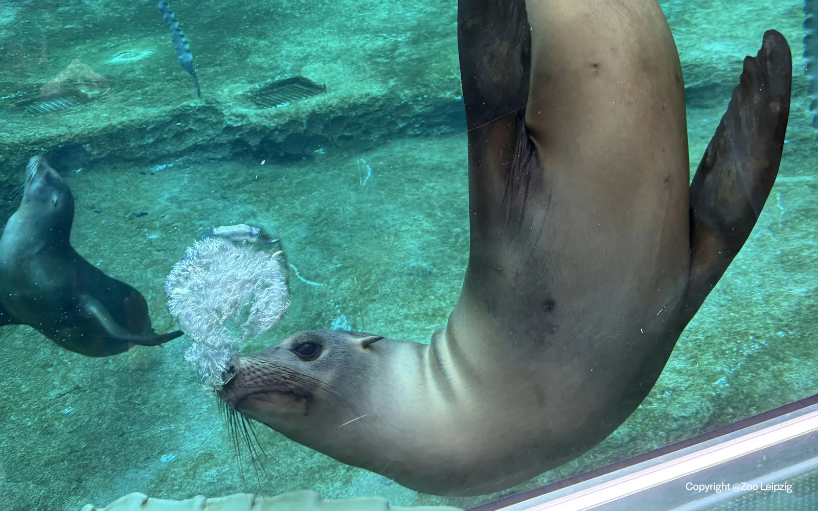 Seals swimming underwater at Zoo Leipzig.