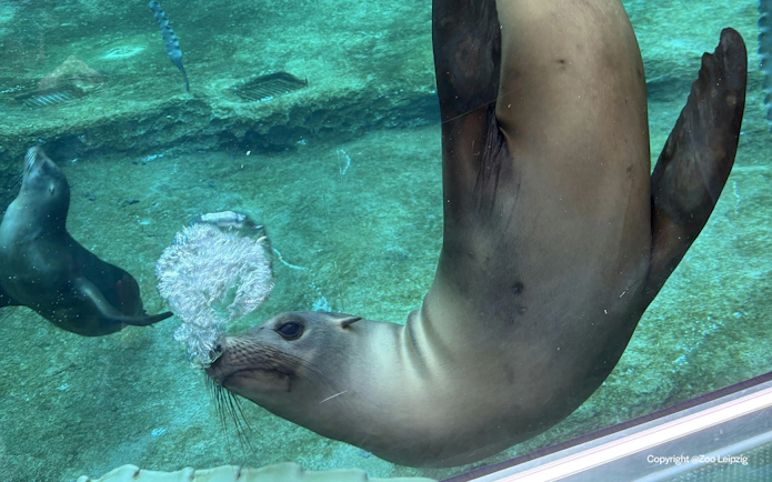Seals swimming underwater at Zoo Leipzig.