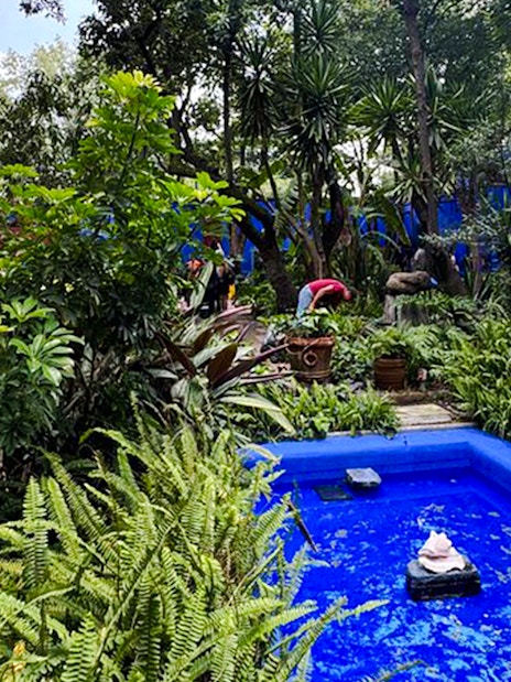 Lush garden with blue walls at Frida Kahlo Museum, Mexico City.