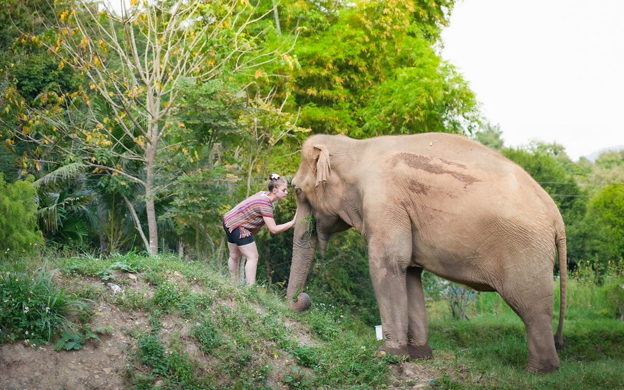 Person interacting with an elephant at Elephant Jungle Sanctuary, Chiang Mai.