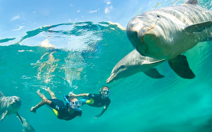 Snorkelers swimming with dolphins at Atlantis Aquaventure, Nassau, Bahamas.