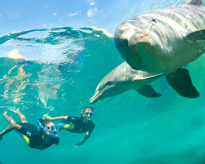 Atlantis Aquaventure Water Park Day Pass + Dolphin Cay Swim in Wonder