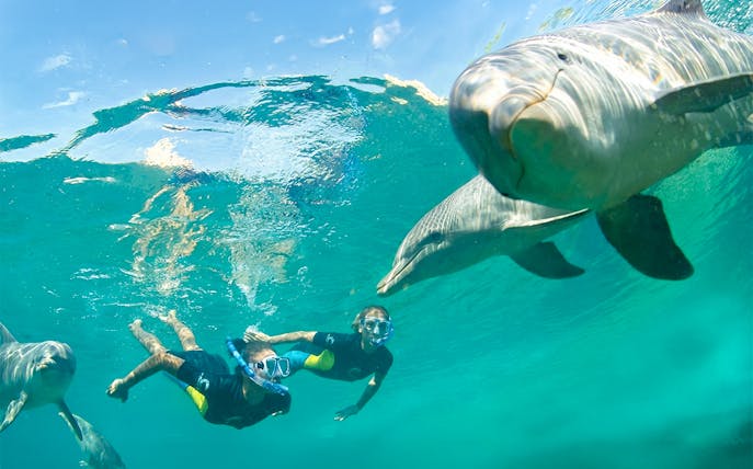 Snorkelers swimming with dolphins at Atlantis Aquaventure, Nassau, Bahamas.
