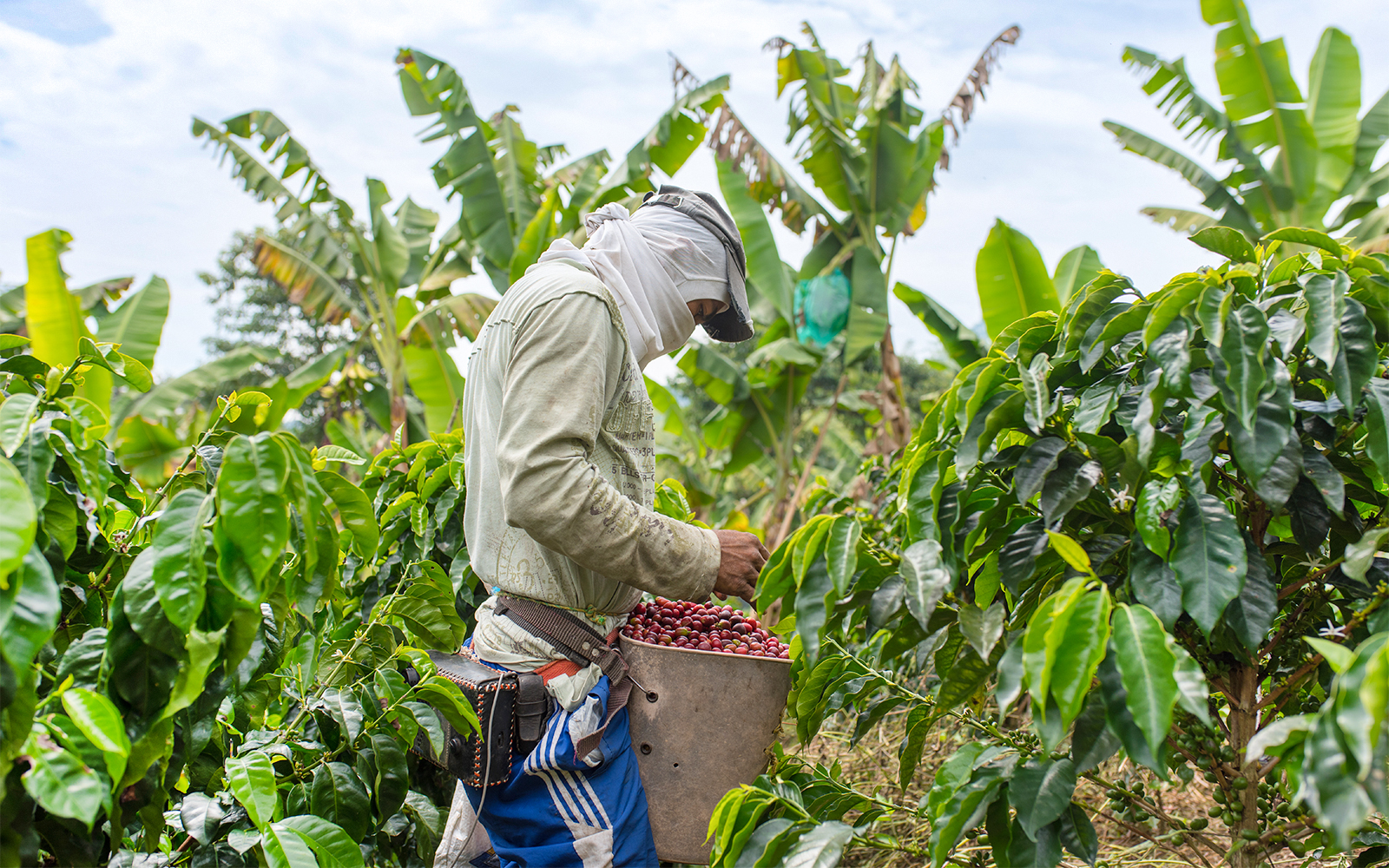 Coffee farmer harvesting ripe coffee in a lush field.