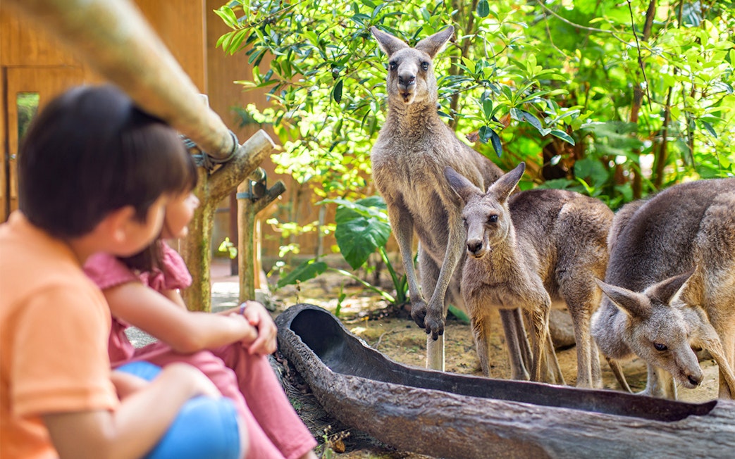 Children observing kangaroos at Singapore Zoo.