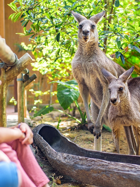 Children observing kangaroos at Singapore Zoo.