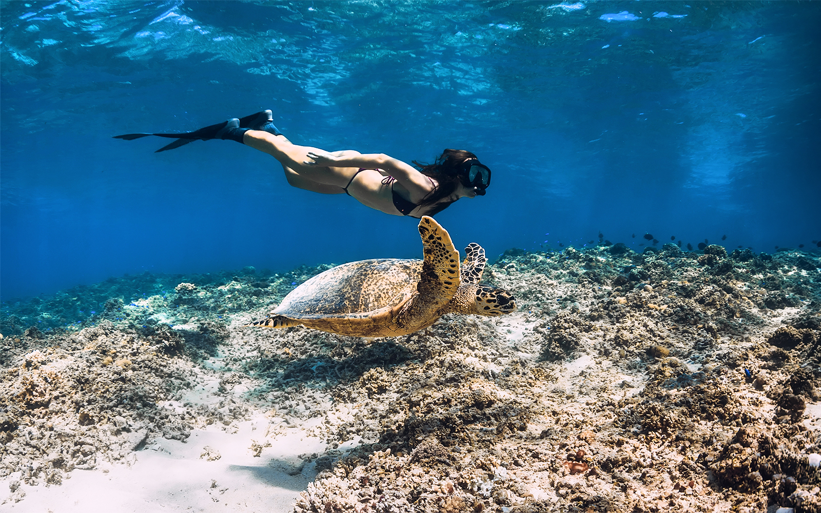 Snorkeler swimming with a sea turtle in Rose Island, Nassau, Bahamas.