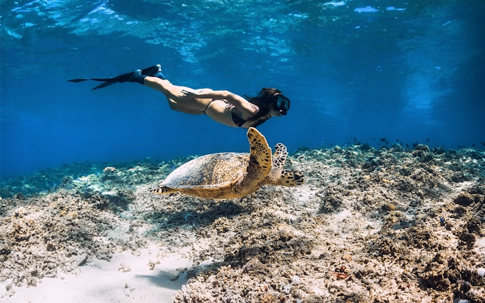 Snorkeler swimming with a sea turtle in Rose Island, Nassau, Bahamas.