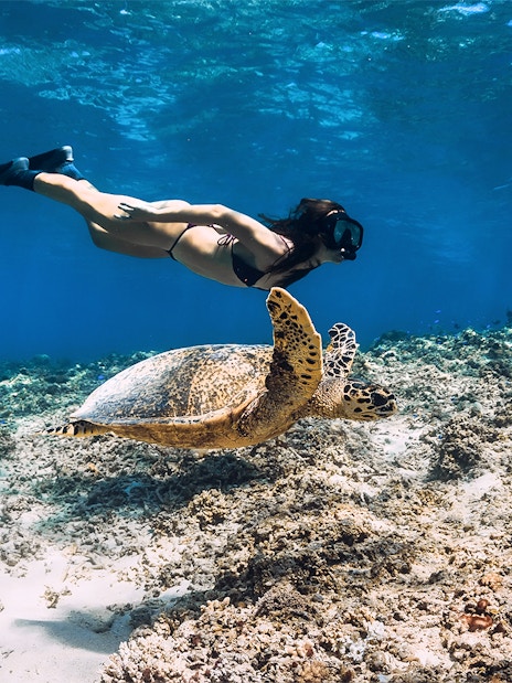 Snorkeler swimming with a sea turtle in Rose Island, Nassau, Bahamas.