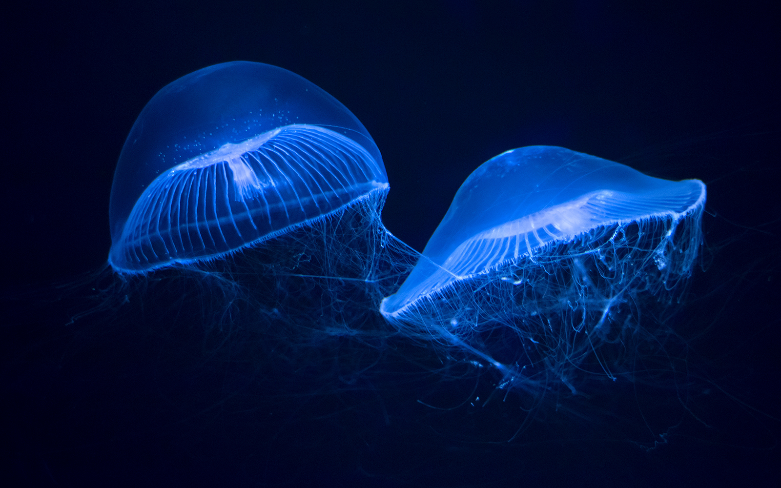 Crystal jelly swimming in aquarium exhibit.