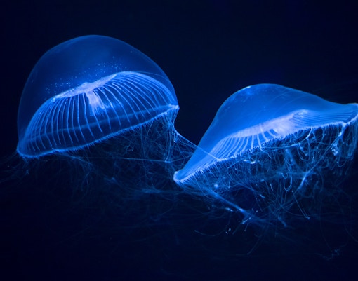 Crystal jellyfish swimming in an aquarium.