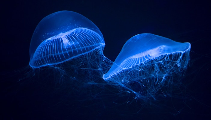 Crystal jelly swimming in aquarium exhibit.