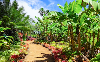 Pathway through tropical garden with banana trees on Grand Circle Island Oahu Half-Day Tour.