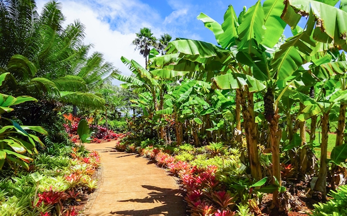 Pathway through tropical garden with banana trees on Grand Circle Island Oahu Half-Day Tour.