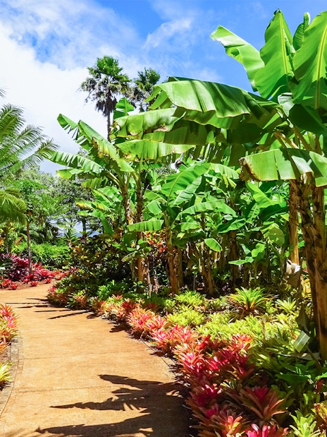 Pathway through tropical garden with banana trees on Grand Circle Island Oahu Half-Day Tour.