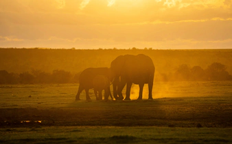 Family of African elephants taking a dust bath at sunset in Ol Pejeta Conservancy, Nairobi.