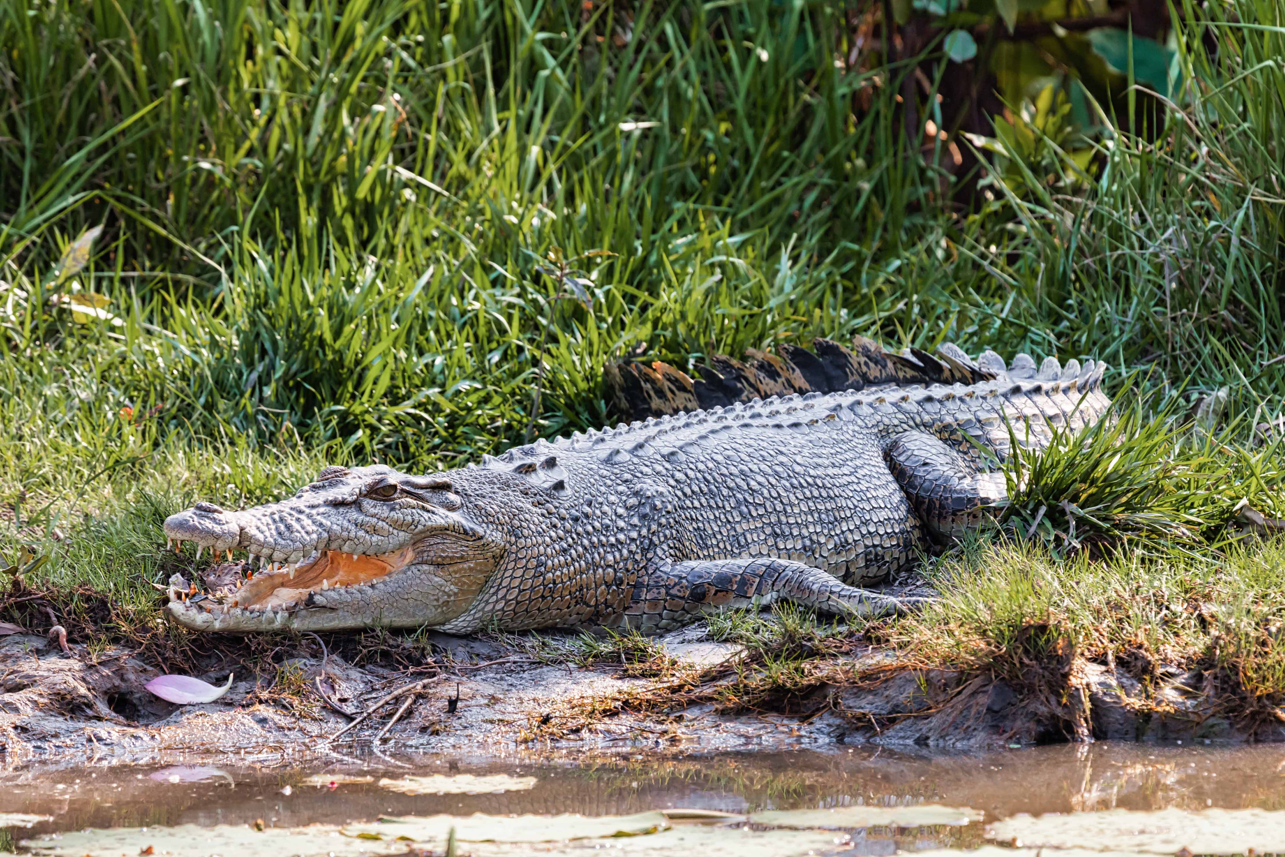 Gatorland Animals