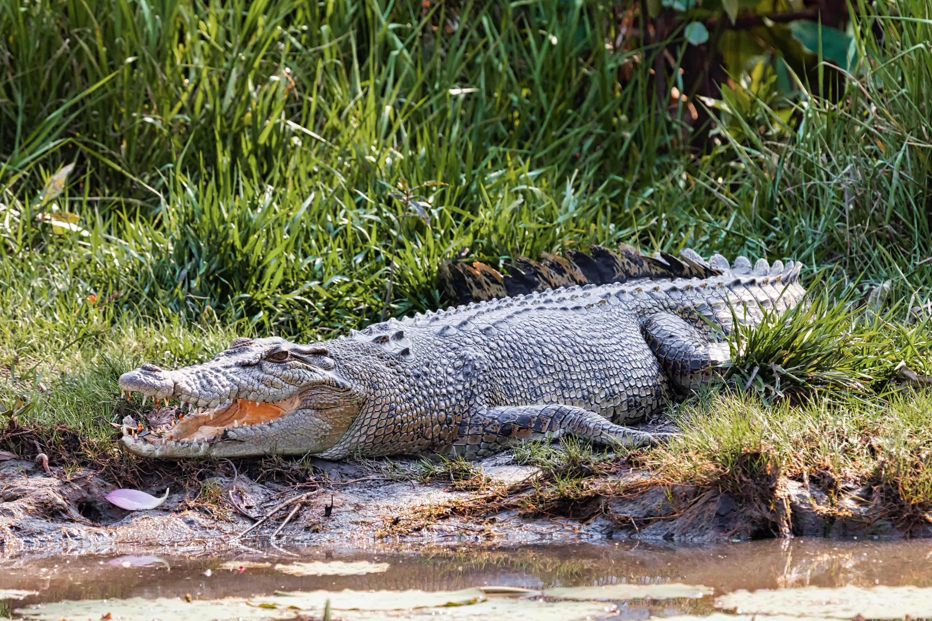 Crocodile resting on grassy riverbank in natural habitat.