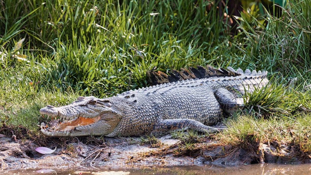 Gatorland Animals