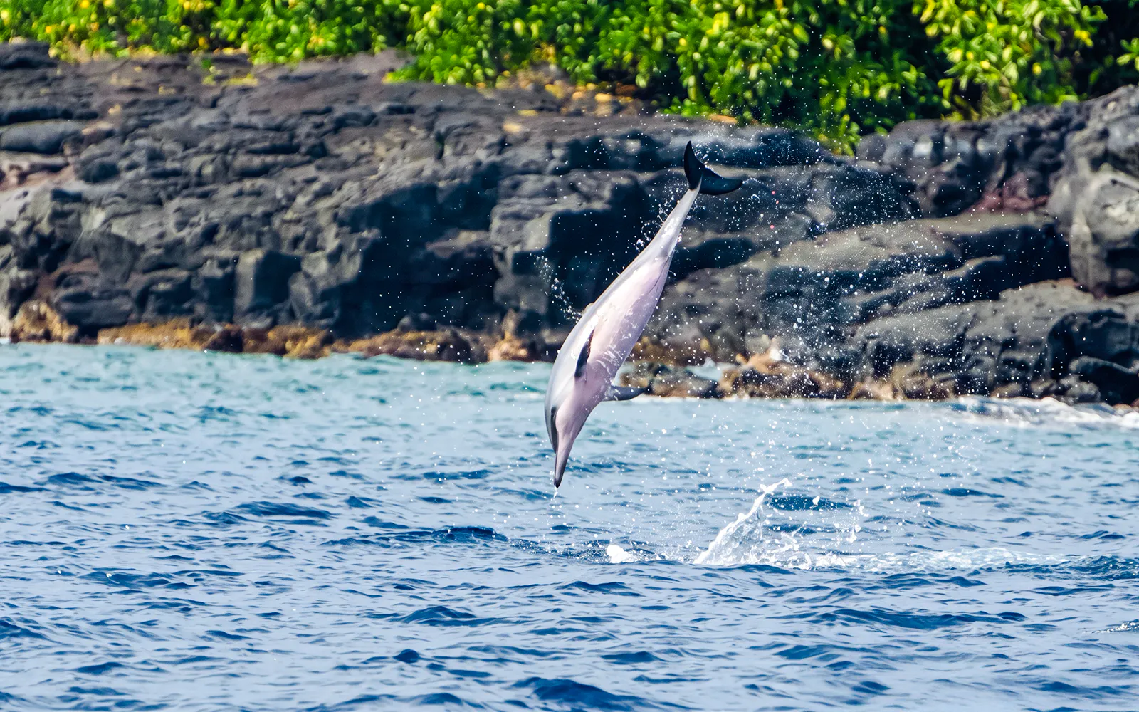 Dolphin leaping from the water near rocky shore at Kealakekua Bay.