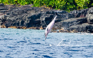 Dolphin leaping from the water near rocky shore at Kealakekua Bay.