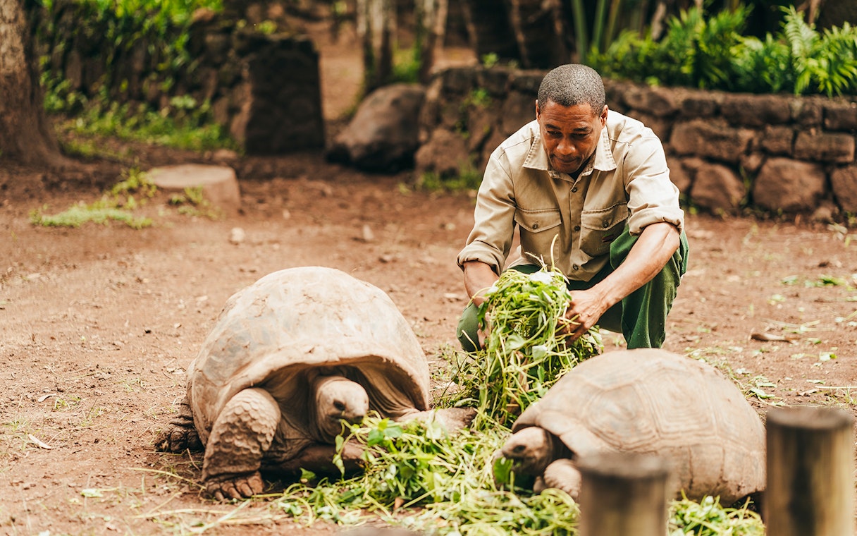 Man feeding giant tortoises on Chamarel 7 Coloured Earth plantation tour.