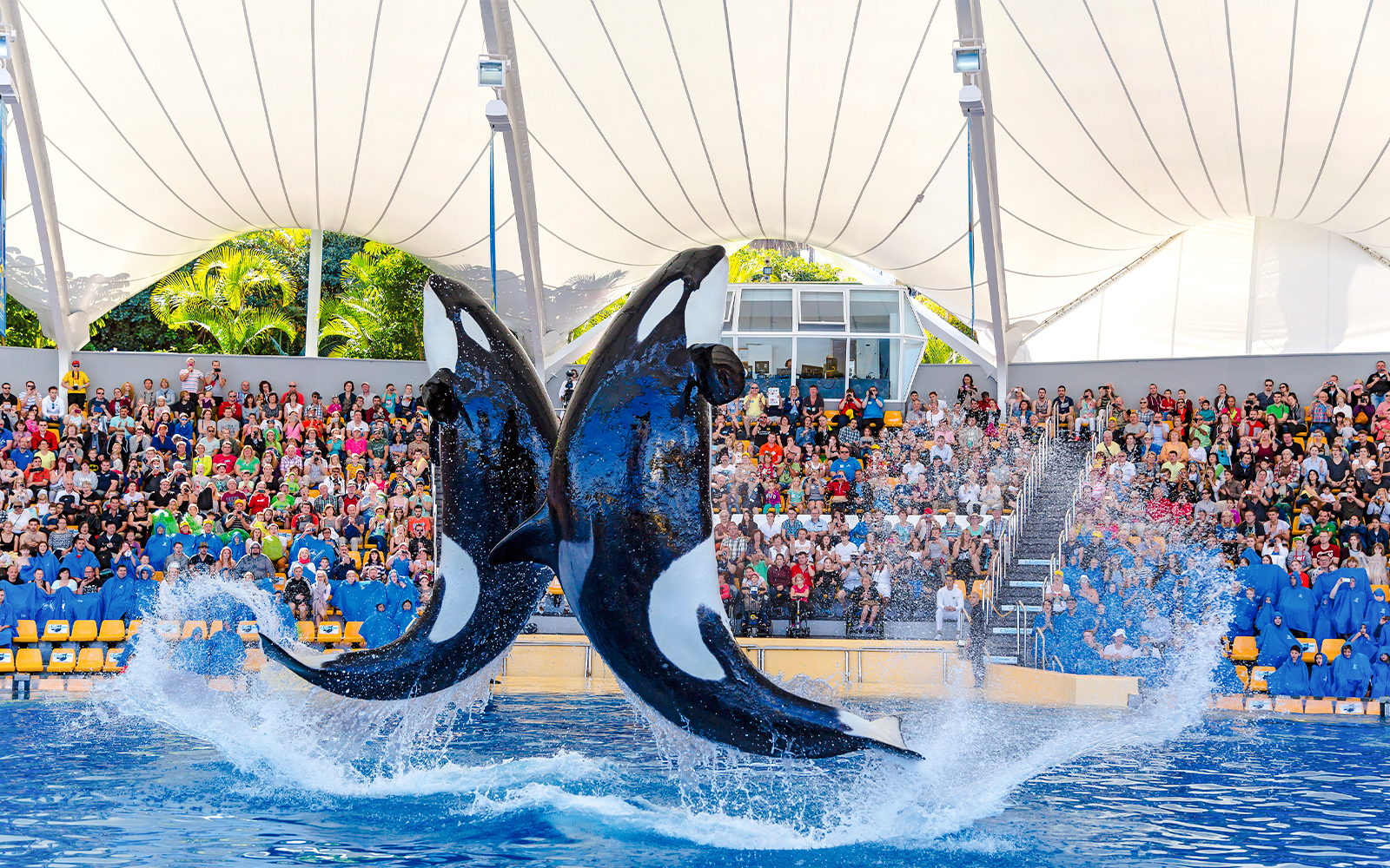 Orcas performing at Loro Park with audience watching.