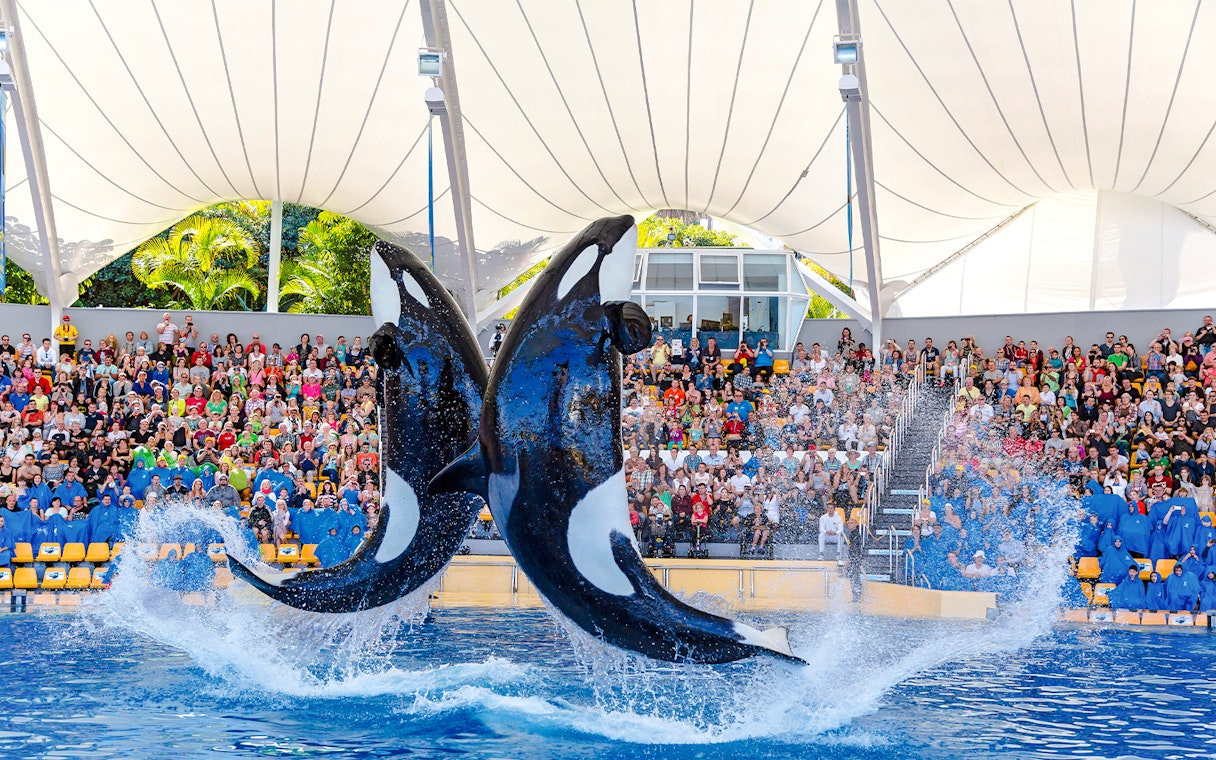 Orcas performing at Loro Park with audience watching.