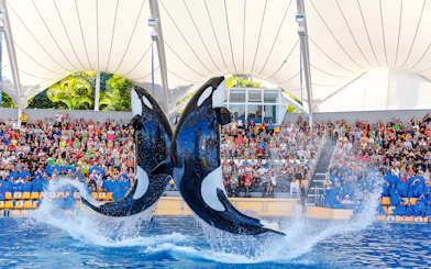 Orcas performing at Loro Park with audience watching.