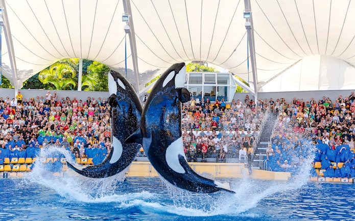 Orcas performing at Loro Park with audience watching.