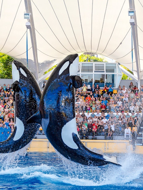 Orcas performing at Loro Park with audience watching.
