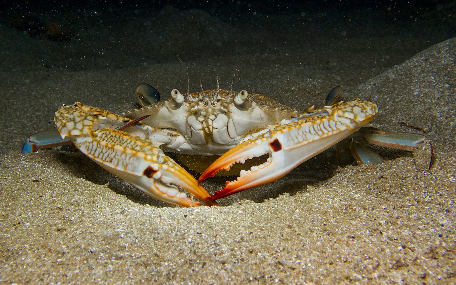 A crab underwater