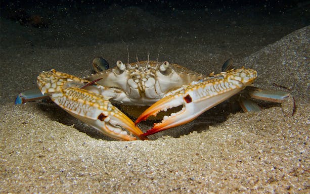 Arabian blue swimming crab on sandy ocean floor.