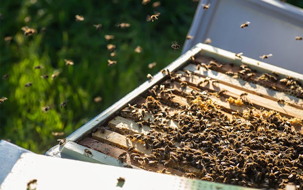 Bees swarming around an open hive at The Ginger Factory, Australia.