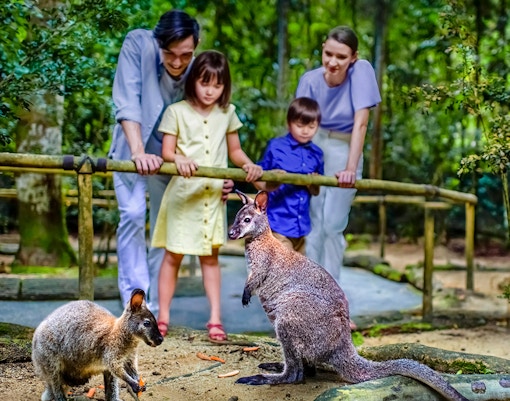 Mandai Wildlife Reserve - Singapore Night Safari