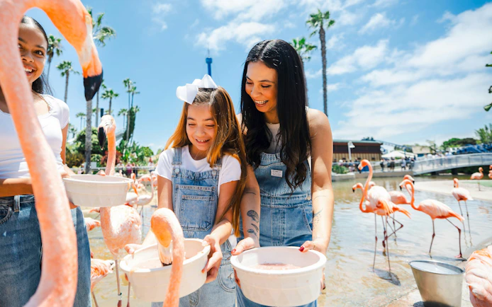 Visitors feeding flamingos at SeaWorld San Diego.