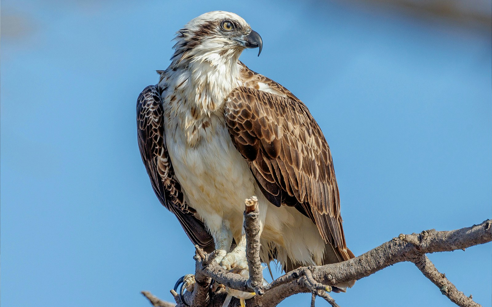 Eastern Osprey on a tree branch
