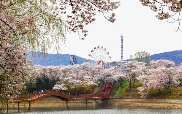 Cherry blossoms and bridge in Gyeongju with a Ferris wheel in the background.