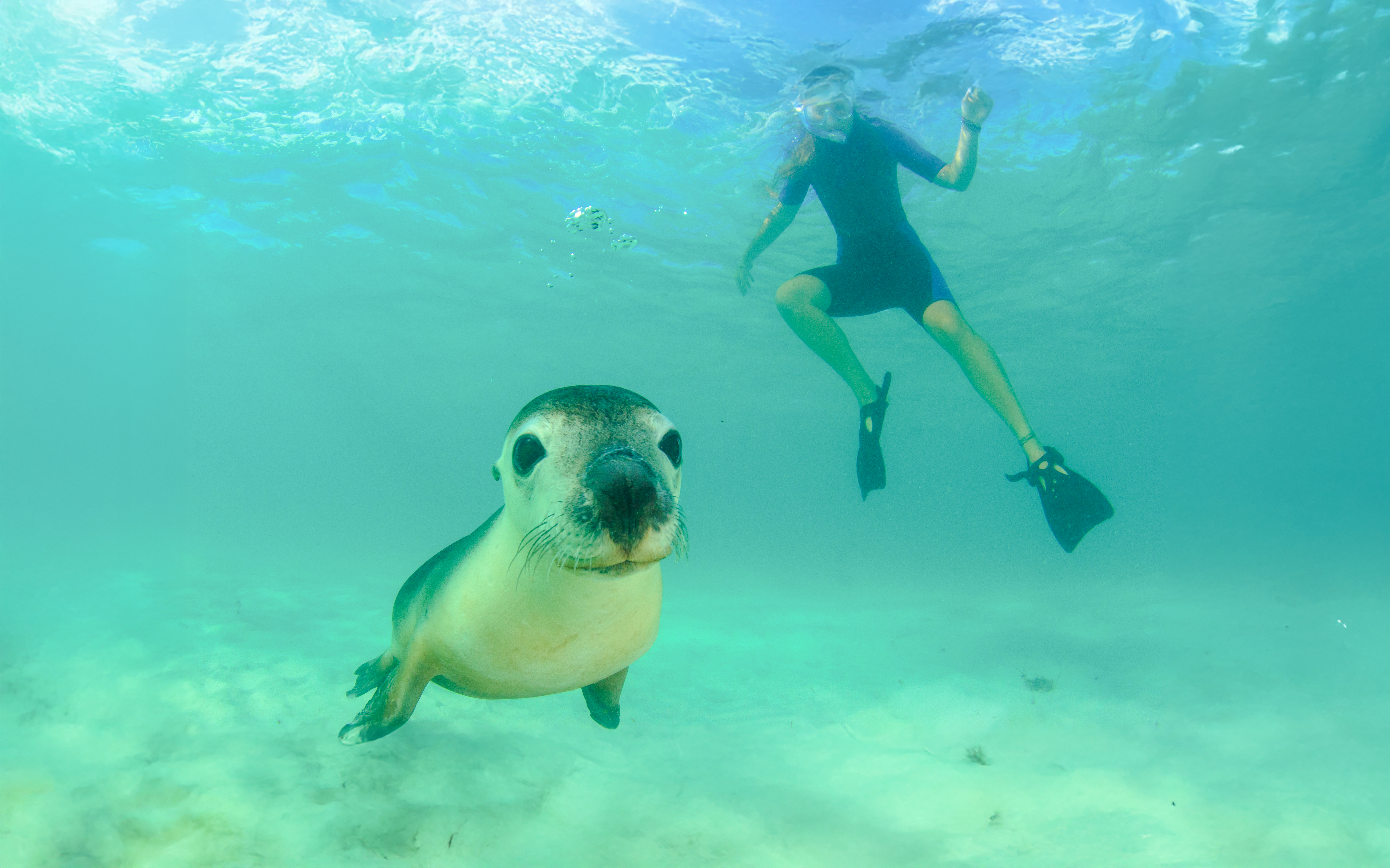 Snorkeler near Australian sea lion underwater in clear ocean.