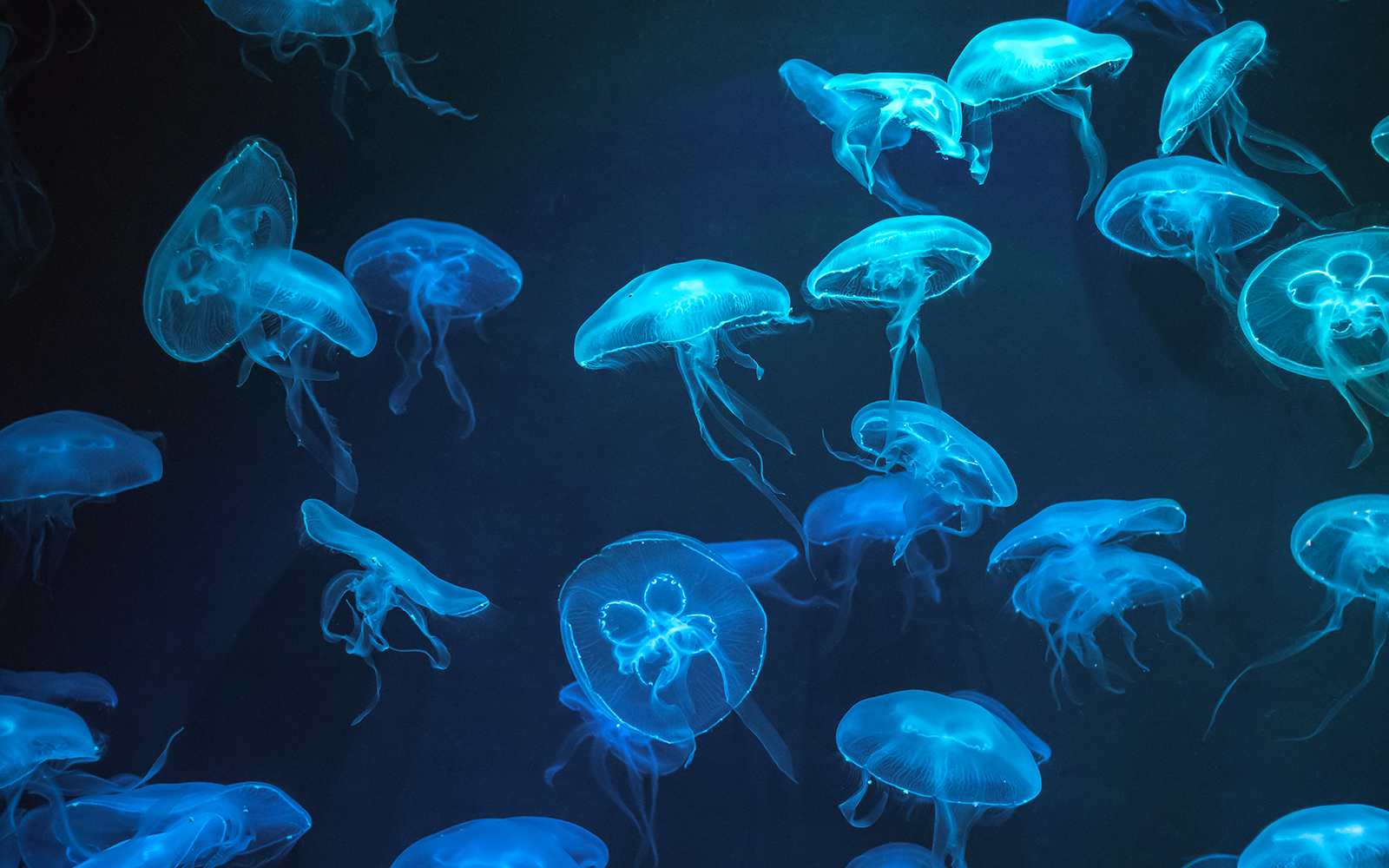 SEA LIFE Bangkok Moon Jellyfish