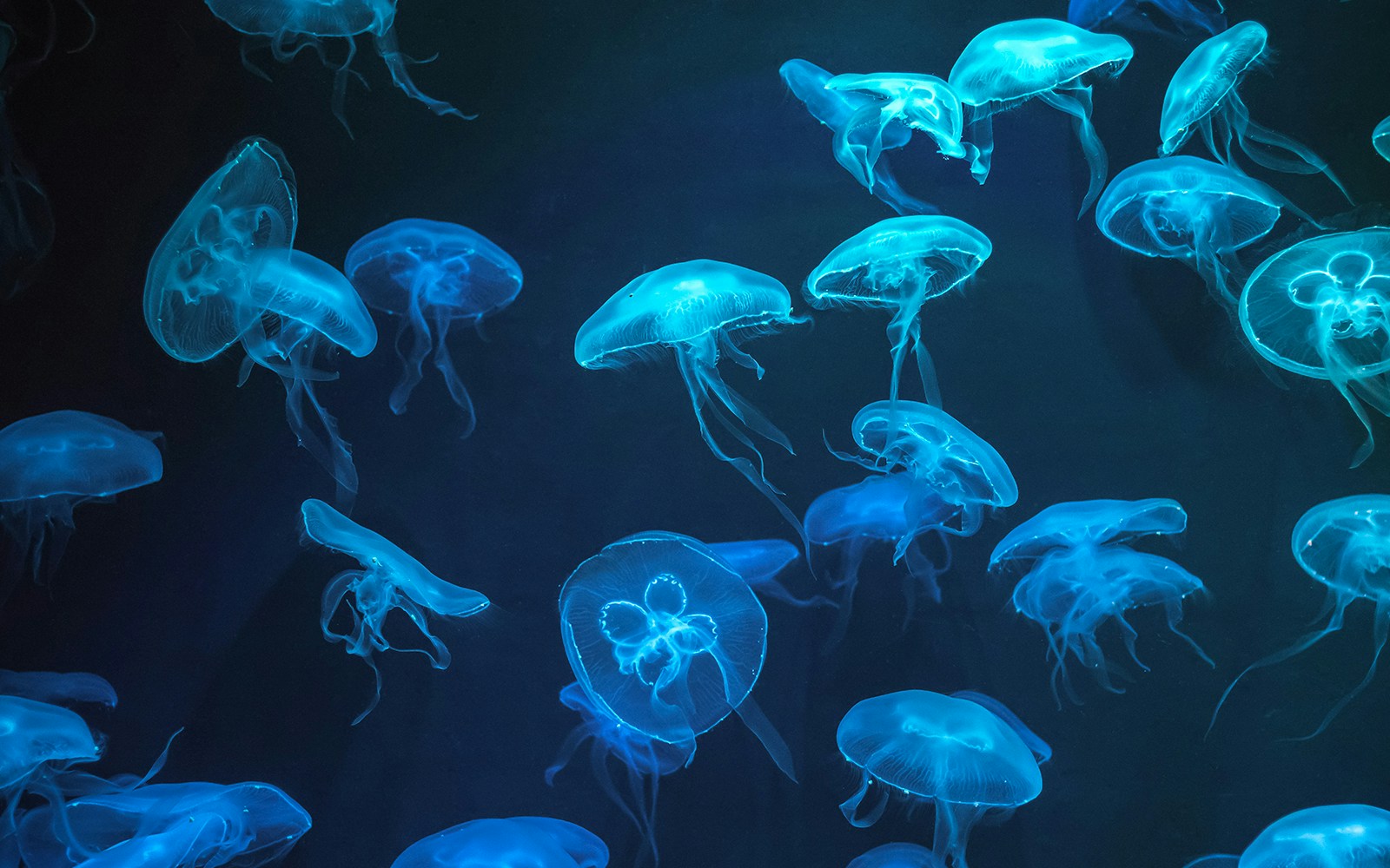 Glowing ocean exhibits featuring illuminated marine life in an aquarium setting.