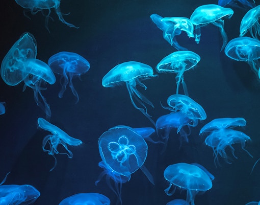 AQWA Glowing Ocean Exhibit