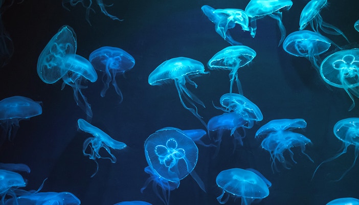 SEA LIFE Bangkok Moon Jellyfish