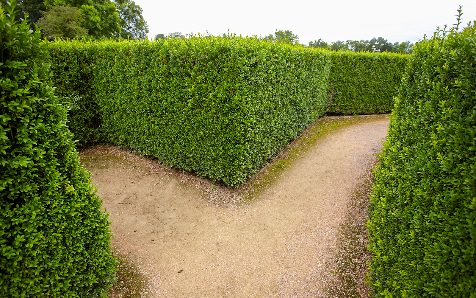 hampton court hedge maze