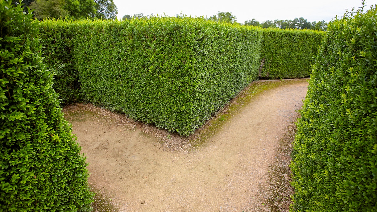 hampton court hedge maze