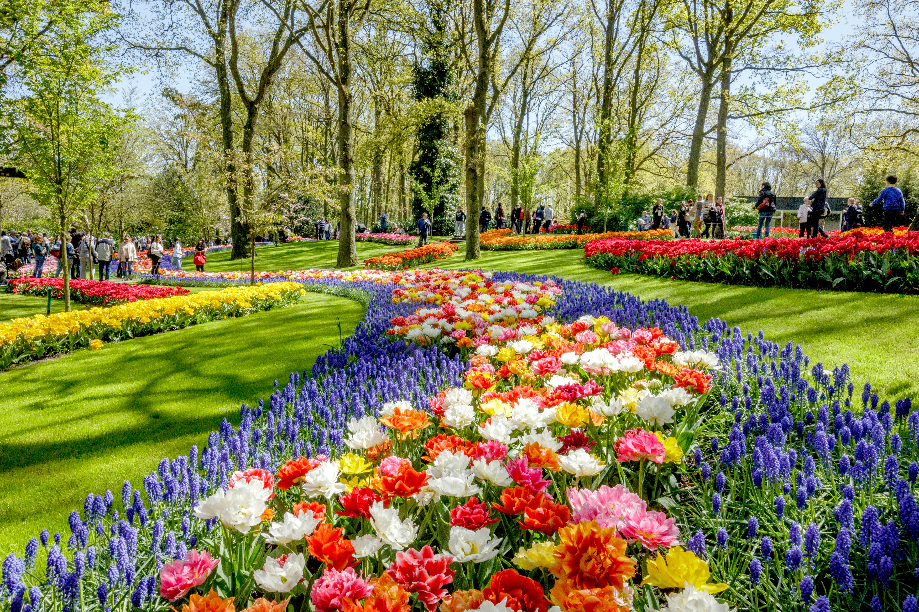 Visitors walking among vibrant tulip displays at Keukenhof Gardens, Amsterdam.