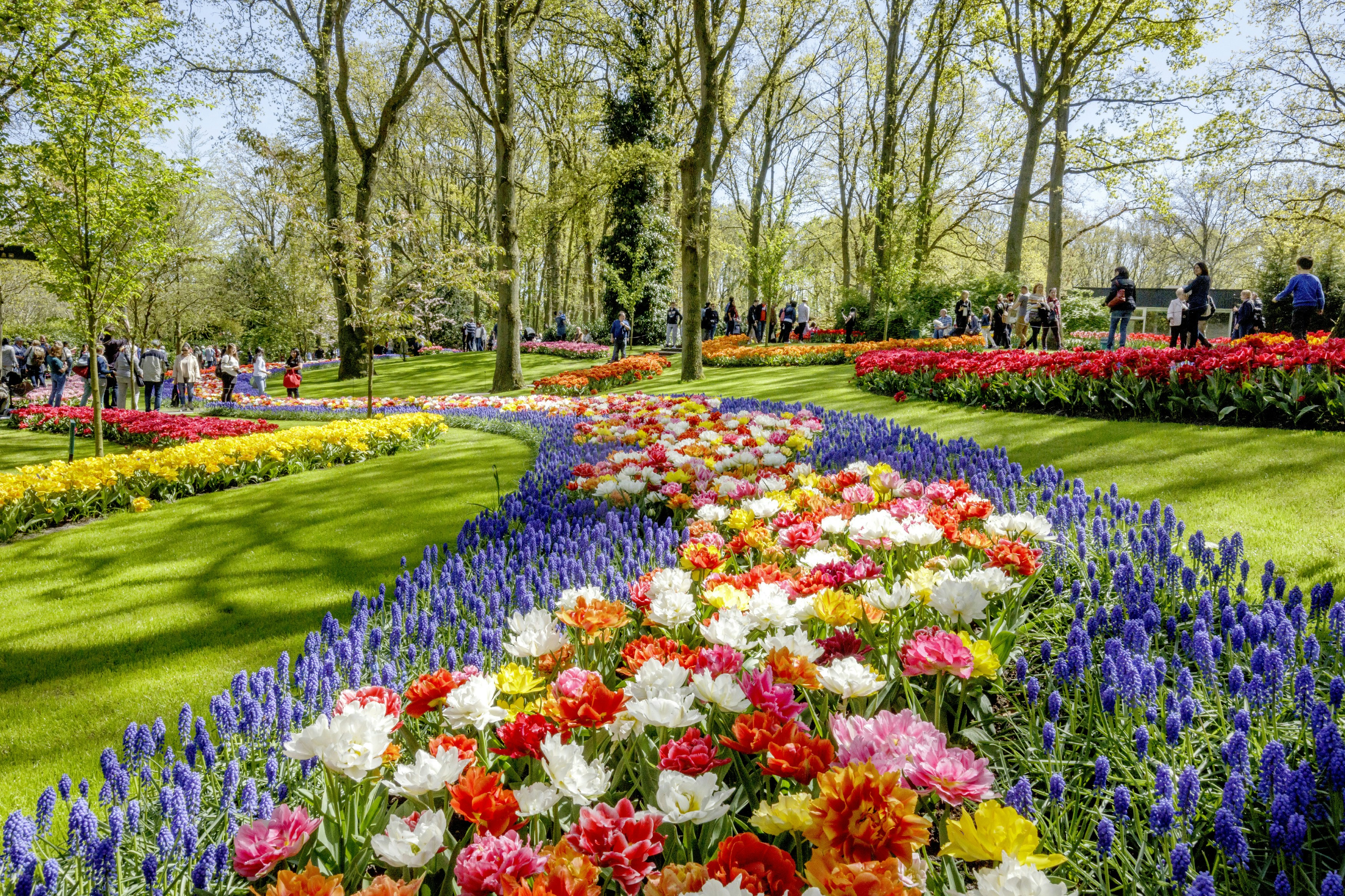 Visitors walking among vibrant tulip displays at Keukenhof Gardens, Amsterdam.