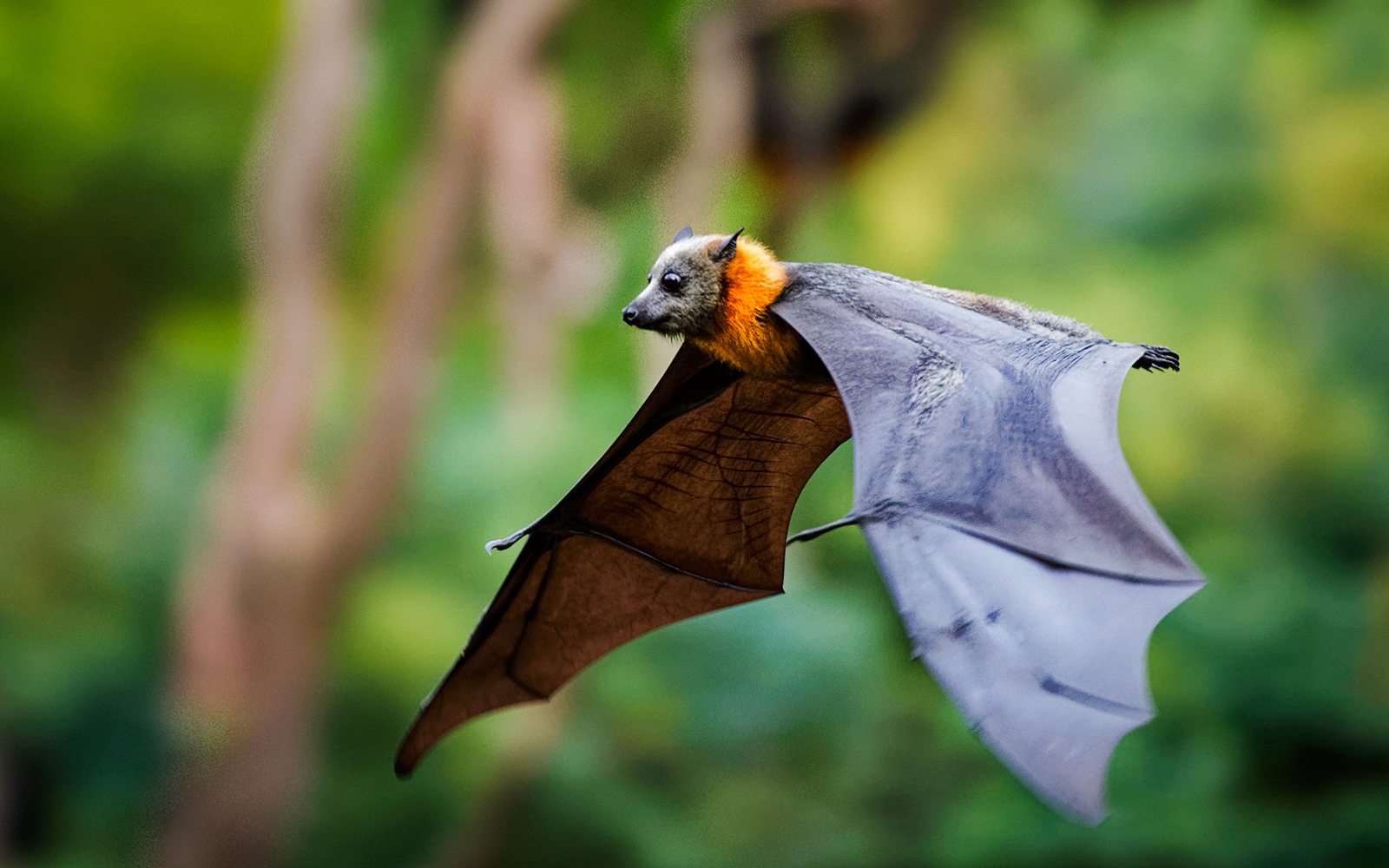 Fruit bat flying in a lush green forest.