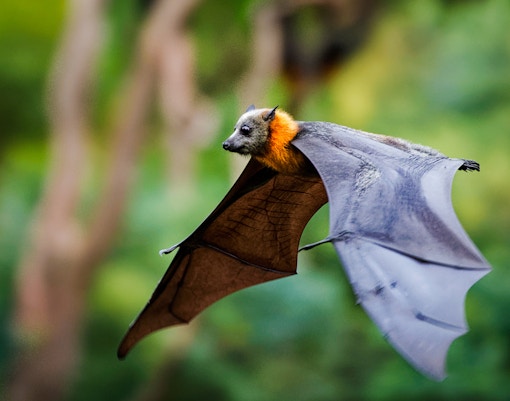 Fruit bat flying in a lush green forest.