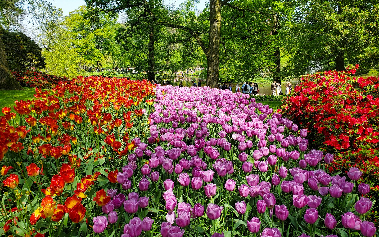 Keukenhof Gardens tulip fields with visitors exploring vibrant flower displays in Amsterdam.
